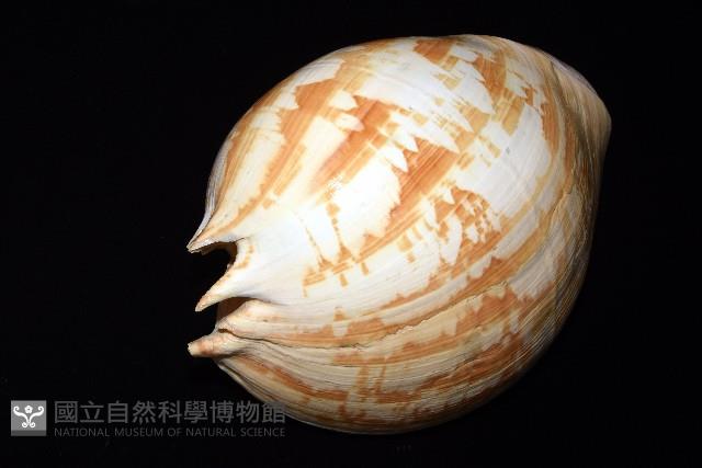 閃電椰子渦螺藏品圖，第6張