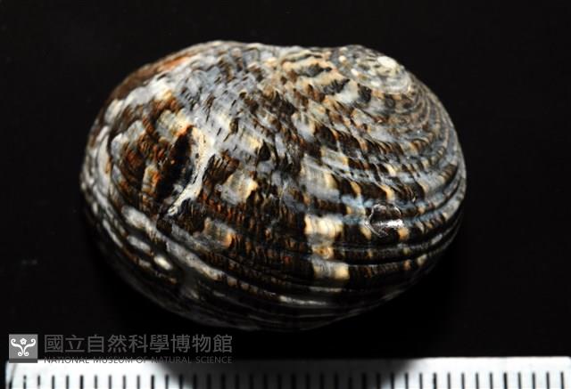 大圓蜑螺藏品圖，第6張