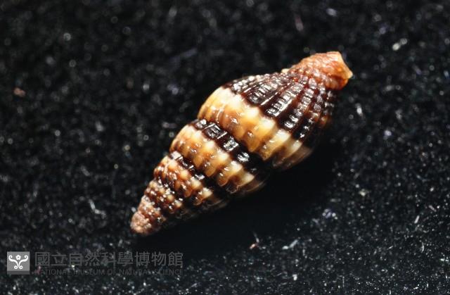鏡花蛹筆螺藏品圖，第6張