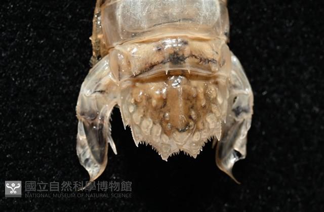 白斑綠蝦蛄藏品圖，第6張