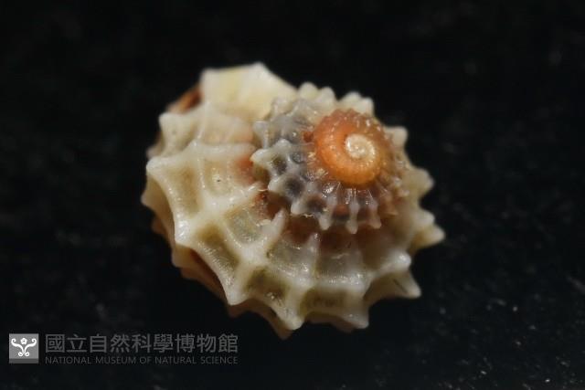 大溪花冠螺藏品圖，第6張