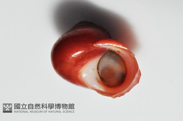 停雲蠑螺藏品圖，第6張