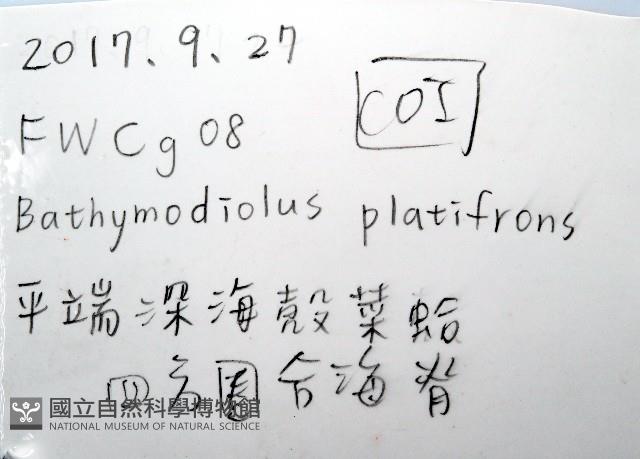 平端深海殼菜蛤藏品圖，第6張