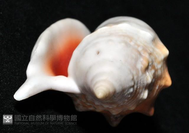 紅袖鳳凰螺藏品圖，第6張
