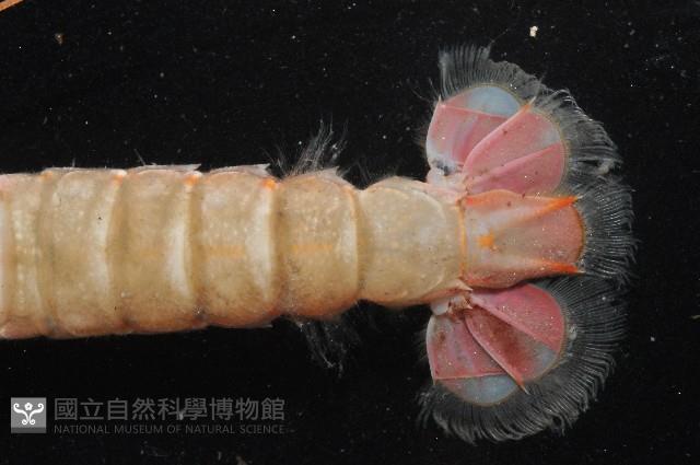 史氏擬海螯蝦藏品圖，第6張