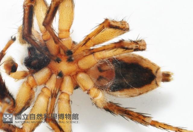 雙帶扁蠅虎藏品圖，第6張