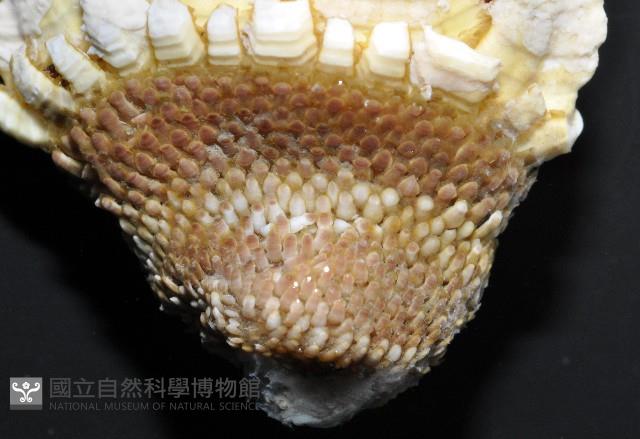 龜足茗荷(龜爪茗荷)藏品圖，第6張
