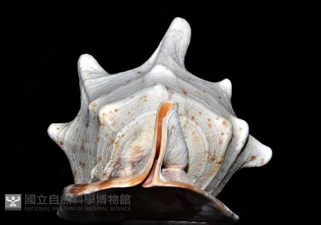 唐冠螺藏品圖，第7張