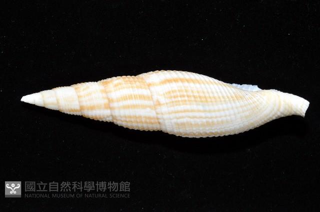 格理筆螺藏品圖，第6張