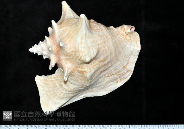 女王鳳凰螺藏品圖，第6張