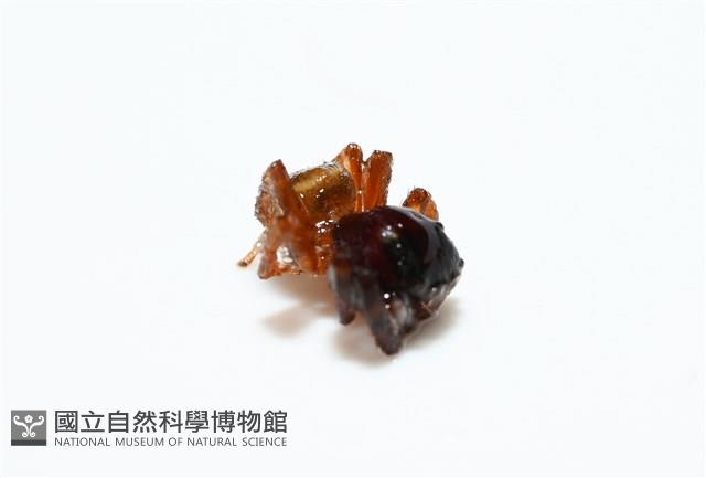 安德遜蠅虎藏品圖，第6張