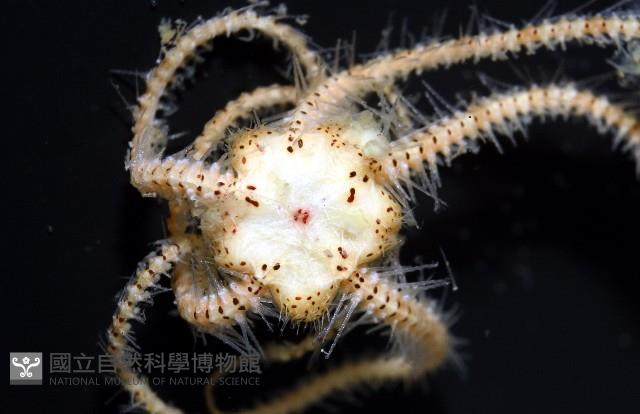 未知種刺蛇尾藏品圖，第6張