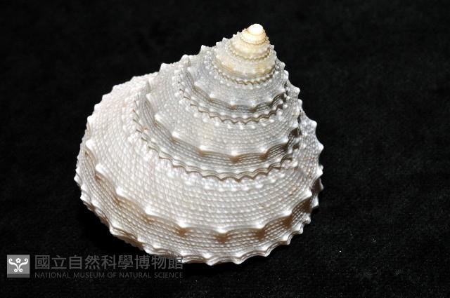 白鐘螺藏品圖，第6張