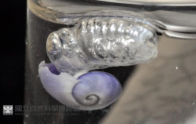 紫螺藏品圖，第6張