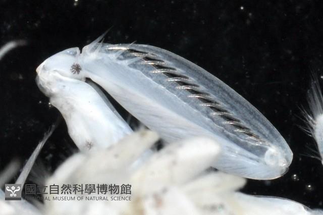 豹斑幼嫩蝦蛄藏品圖，第6張