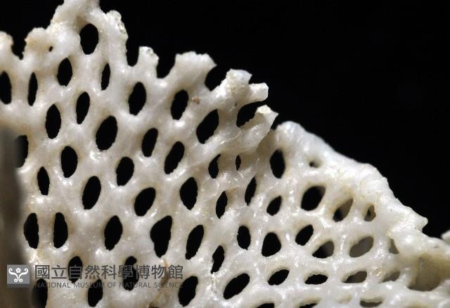 未知種三葉苔蟲藏品圖，第6張