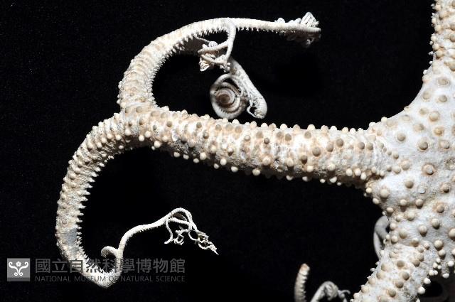 筐蛇尾之一種藏品圖，第6張