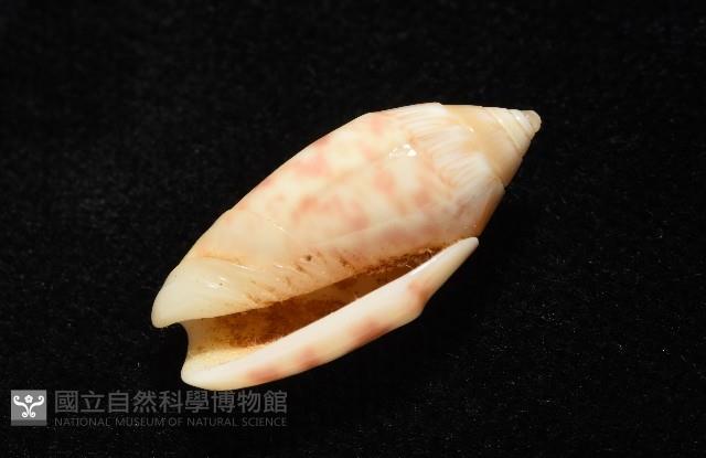 巴金森氏榧螺藏品圖，第6張