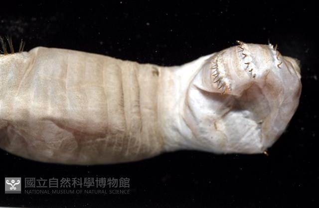 不倒翁蟲藏品圖，第6張