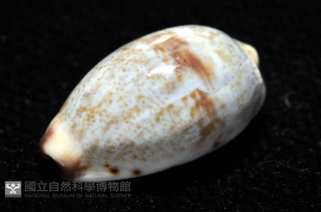 小眼寶螺藏品圖，第6張