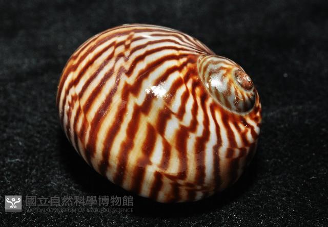 細紋玉螺藏品圖，第6張