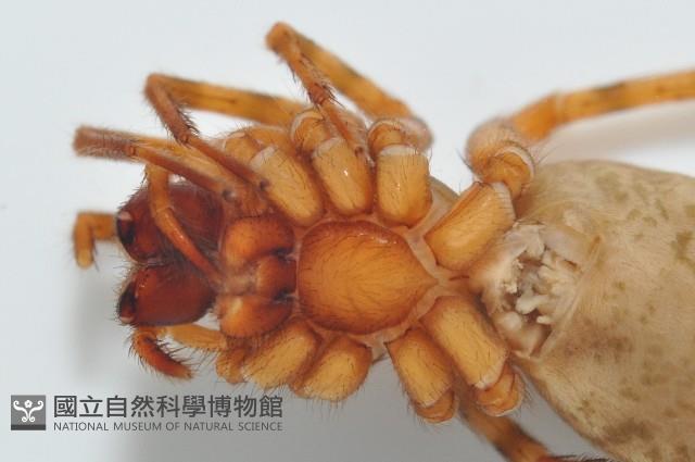 寬股隙蛛藏品圖，第6張