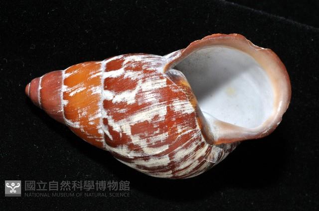 雲嬌蝸牛藏品圖，第6張