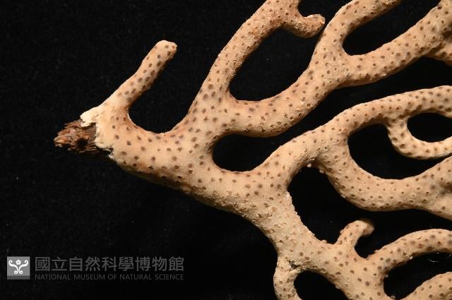 未知種真網柳珊瑚藏品圖，第6張