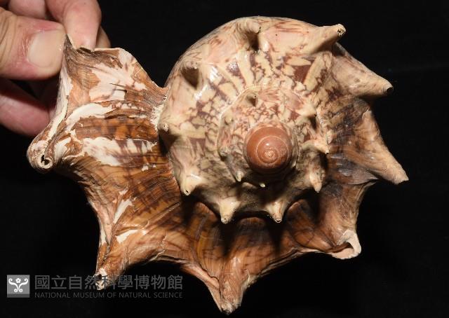 帝王渦螺藏品圖，第6張