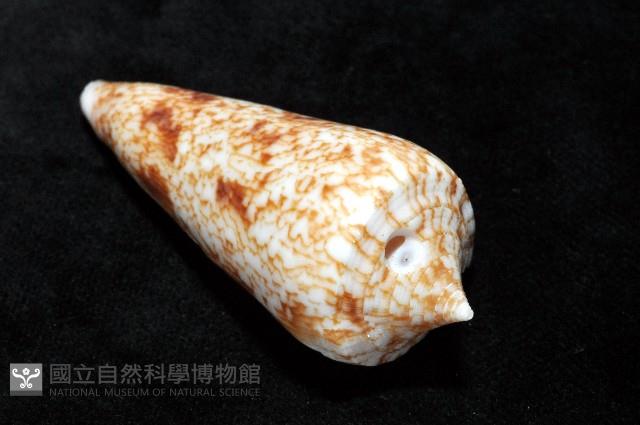 海神芋螺藏品圖，第6張