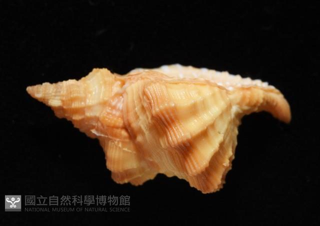 聳肩扭法螺藏品圖，第6張