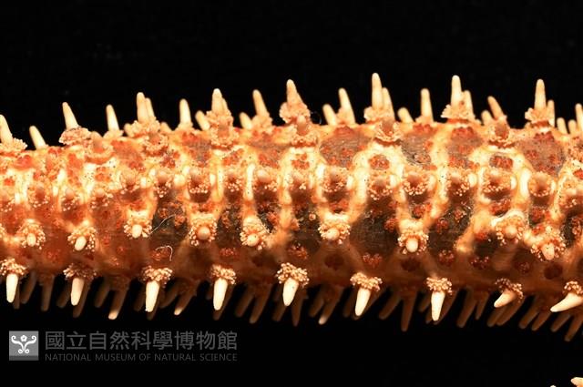 尖棘篩海盤車藏品圖，第6張