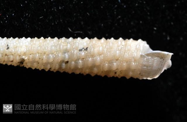 女王左錐螺藏品圖，第6張