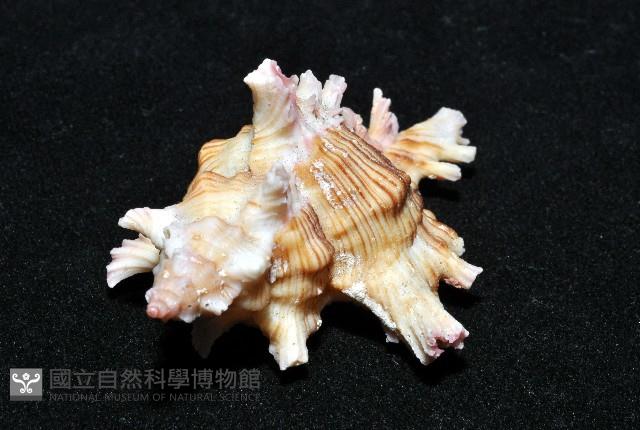 紅千手螺藏品圖，第6張