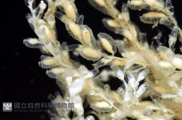 未知種水螅藏品圖，第6張