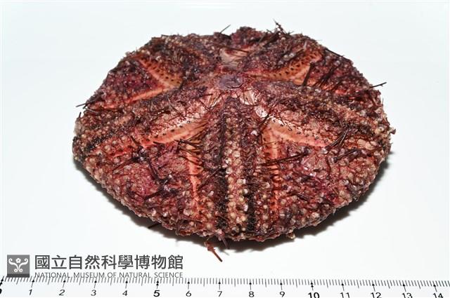 輻星肛海膽藏品圖，第6張