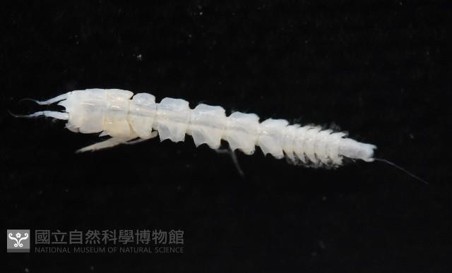 未知種長尾蟲藏品圖，第6張