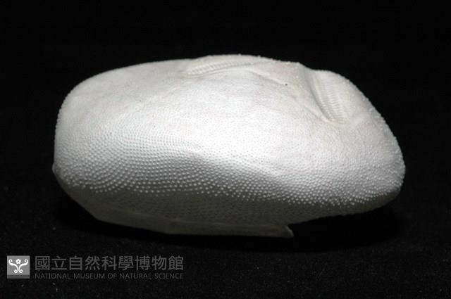 心形海壺藏品圖，第6張