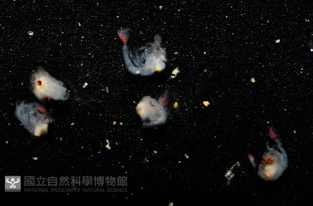深水旋刺寄居蟹藏品圖，第6張