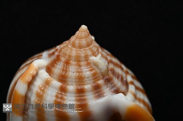 條紋鬘螺藏品圖，第6張