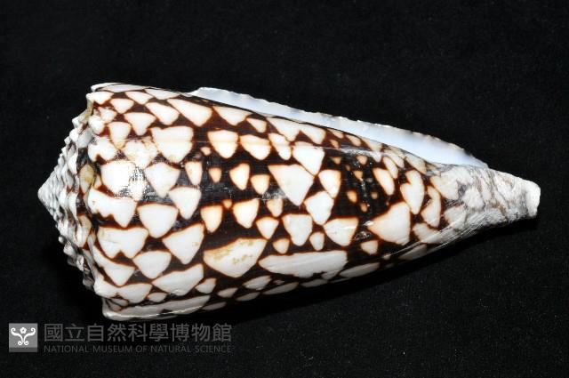 花巾芋螺藏品圖，第6張