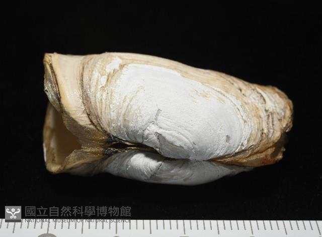 橢圓薄殼蛤藏品圖，第6張