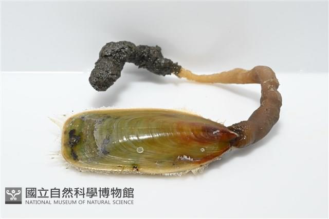 亞氏海豆芽藏品圖，第6張