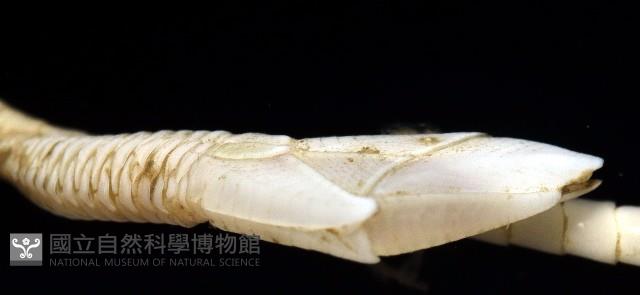 藤壺三角鎧茗荷藏品圖，第6張