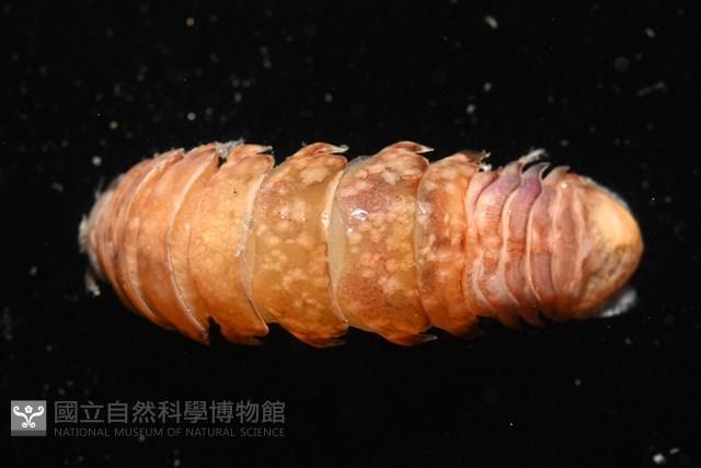 未知種紡錘水虱藏品圖，第6張