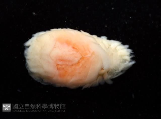 逆背阿波羅鰓虱藏品圖，第6張