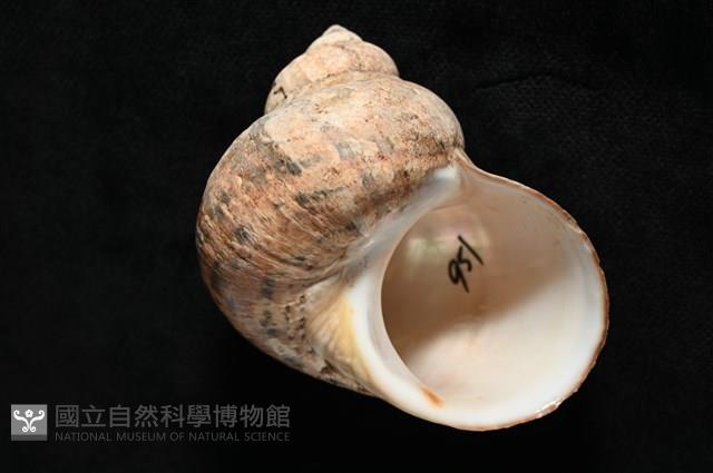 芮氏蠑螺藏品圖，第6張