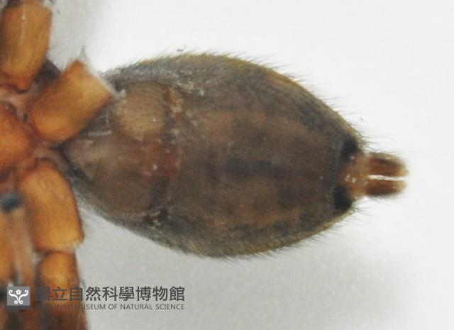 毛垛兜蠅虎藏品圖，第6張