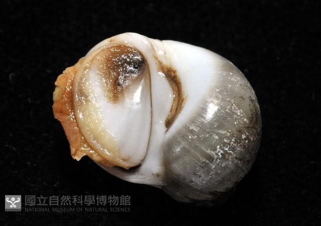 安東尼玉螺藏品圖，第6張