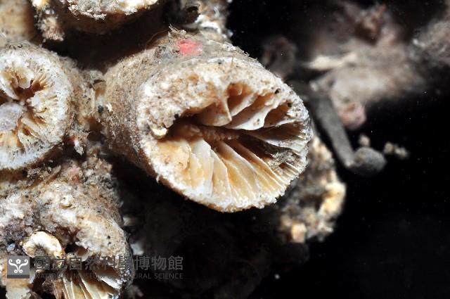 軸樹珊瑚(軸木珊瑚)藏品圖，第6張